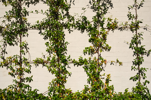 Branches of ivy creeper plant with green leaves climbing old rustic brick wall covered in concrete