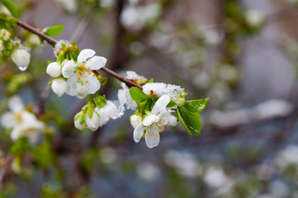 istock cherry flowers under the snow 1913785002