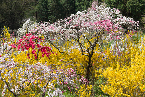Weeping peach flowers and Weeping forsynthia in full bloom.(Kaminaka Toyota City Aichi Prefecture)