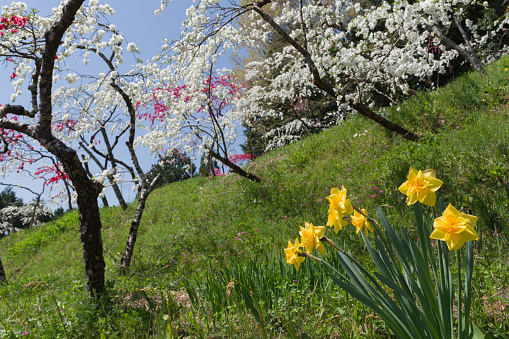 Weeping peach flowers and daffodils in full bloom.(Kaminaka Toyota City Aichi Prefecture)