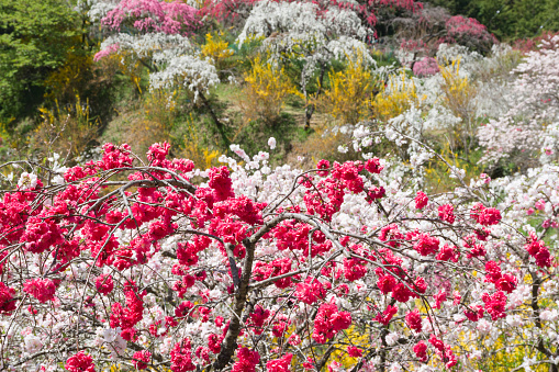 Weeping peach flowers in full bloom.(Kaminaka Toyota City Aichi Prefecture)