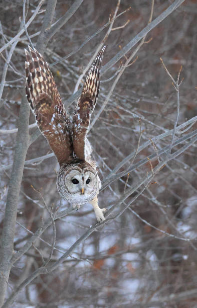 istock Barred Owl flying in the forest 1913825082