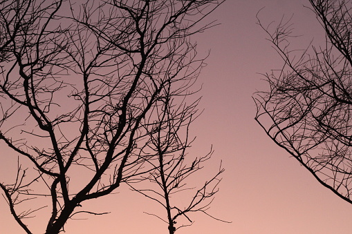 Silhouettes of trees against a clear sky