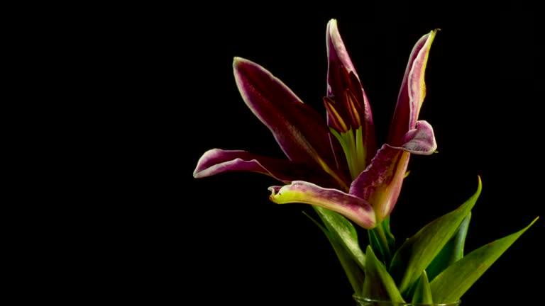 A beautiful 4k video Time-lapse of a tiger lily flower blooming and opening up.