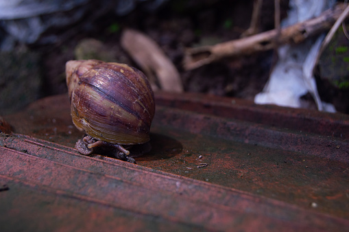 Snails or Lissachatina fulica are land snails belonging to the Achatinidae family. Originates from East Africa and spread to almost all corners of the world due to trade.