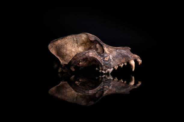 istock real dog skull photography 1913900446