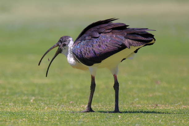 istock Straw-necked Ibis eating grubs 1913908798