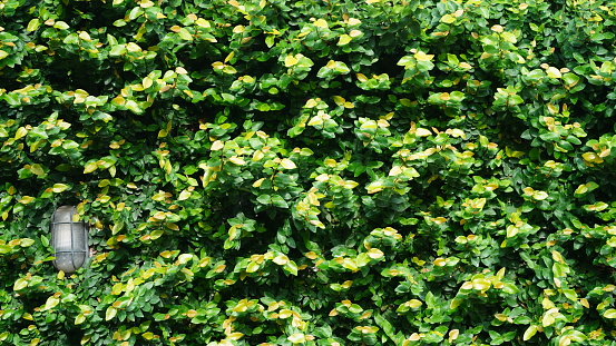 Ficus pumila has dense and dense leaves, this climber plant grows abundantly to cover the surface of the walls and the lights hanging on its surface. This species is also known Creeping fig, Climbing fig, Creeping ficus, and Creeping rubberplant.