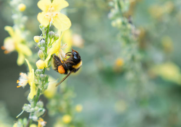 Bumble-bee gathers pollen from yellow flower of mullein plant  with full pollen sac and tongue out in New Zealand.