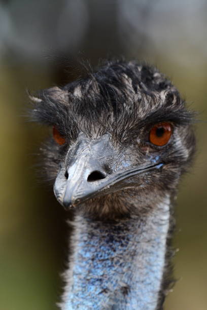 istock Australian Emu head shot 1913979275