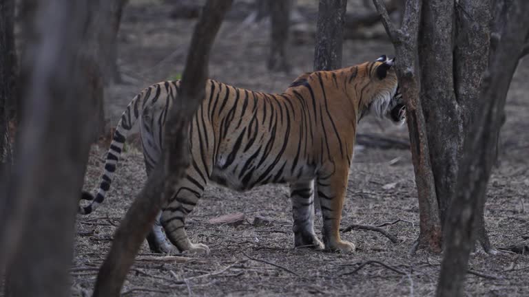 A tigress Bengal Tiger female walking in the woods of Indian forest