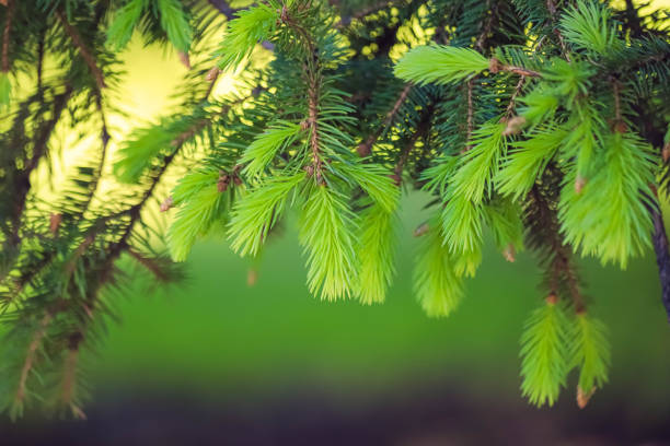 Closeup of new light green shoots on a conifer tree as a natural spring background. Photo with copy space