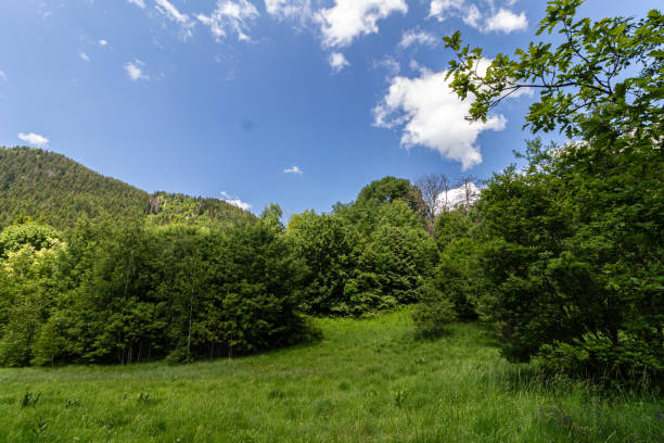 istock Grass field and trees in the mountain 1913988083