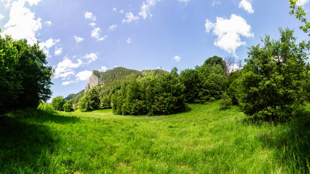 istock Grass field and trees in the mountain 1913990744