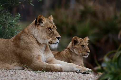 Lioness with her cub in Werribee open range zoo Victoria Australia
