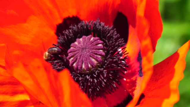 Red Poppy Flower Head close up of petal. Poppies in the meadow wild poppy field, swinging by wind. Macro. Close-up of blossoming poppies. Glade of red poppies. Soft focus blur. Papaver sp.