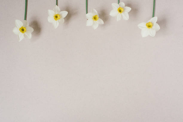 istock Beautiful fresh daffodils on a beige background top view. an unusual spring image with white and yellow flowers with copy space and flat lay. flower greeting card 1914031736