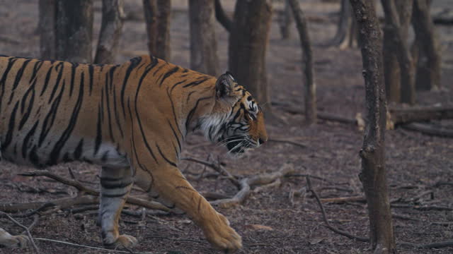A tigress Bengal Tiger female walking in the woods of Indian forest