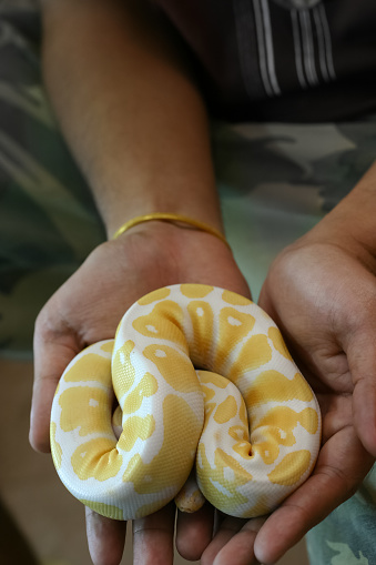 Albino Ball python feared when first time on hands it defends themselves by curling up into a tight ball and hiding face. This animal is popular pets for beginner or expert but expensive prices.