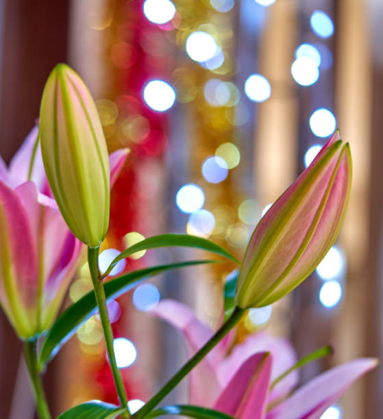 lily flower growing on a bright background
