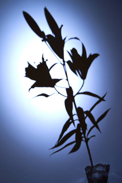 lily flower growing on a bright background