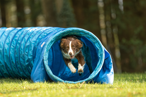 A fast Australian Shepherd dog is running through an agility tunnel. Training for a sports competition