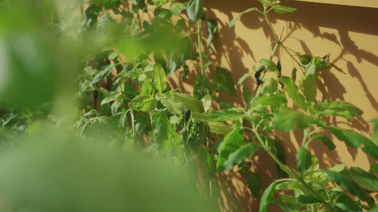 Thai holy basil in a vegetable plot