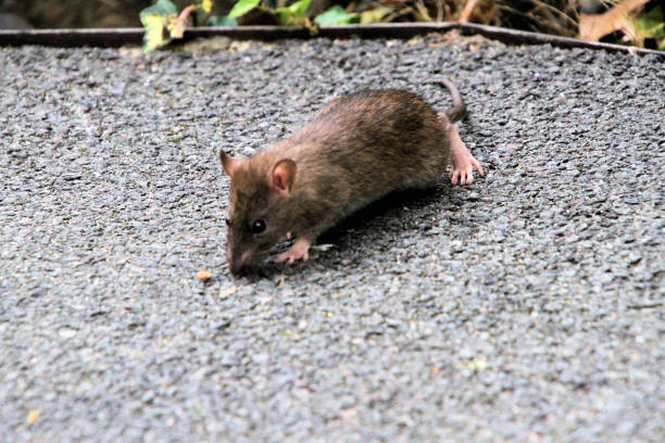 istock A close up of a Field Mouse 1914072365