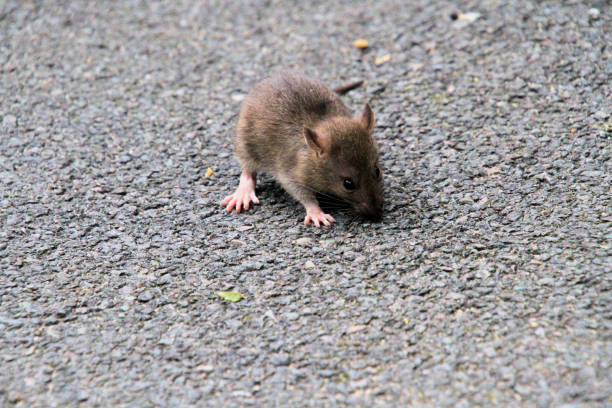 istock A close up of a Field Mouse 1914072371