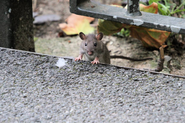 istock A close up of a Field Mouse 1914072373