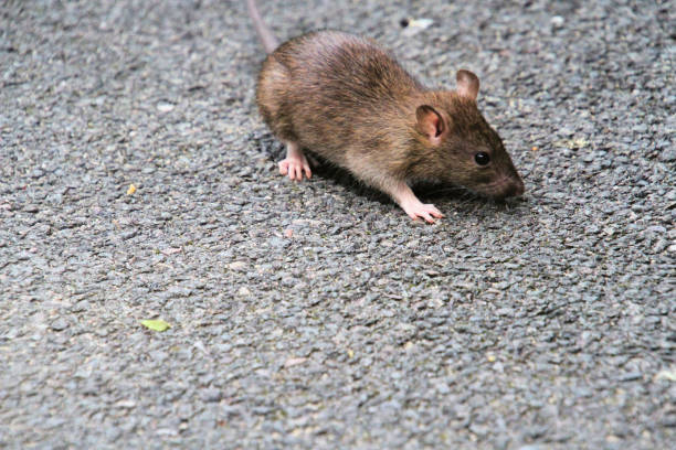 istock A close up of a Field Mouse 1914072686