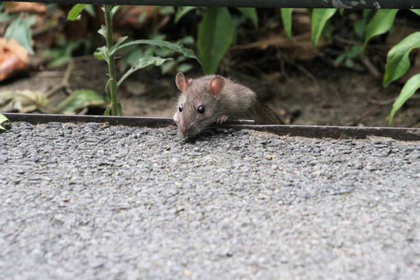 istock A close up of a Field Mouse 1914072879