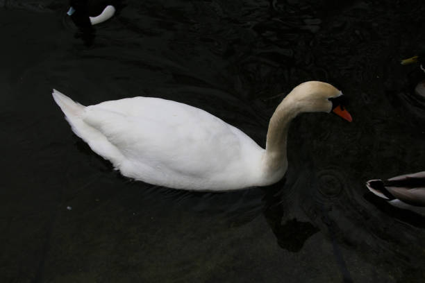 istock A close up of a Mute Swan 1914072880