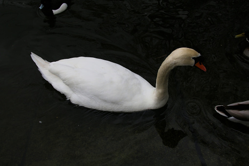 A close up of a Mute Swan in London