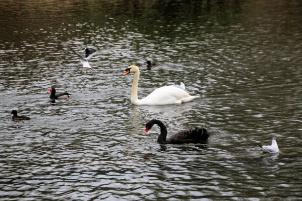 istock A close up of a Mute Swan 1914072884