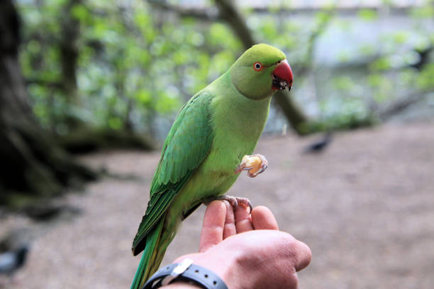 istock A close up of a Ring Necked Parakeet 1914073912