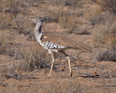 kori bustard (Ardeotis kori)