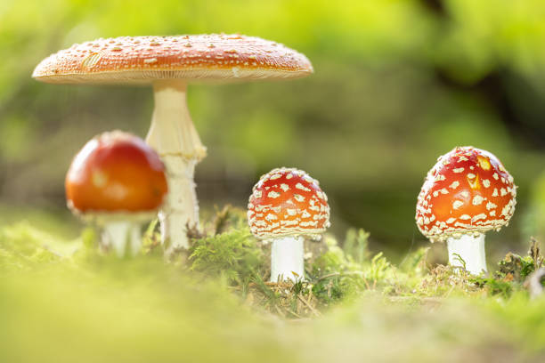 istock Close up of toadstool mushrooms, fly agaric on the forest floor, Bavaria, Germany 1914079585