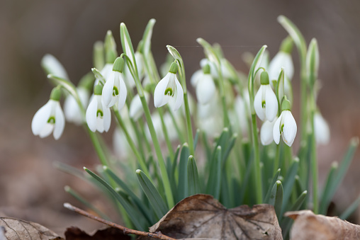 beautiful spring flowers in the forest. A group of snowdrops