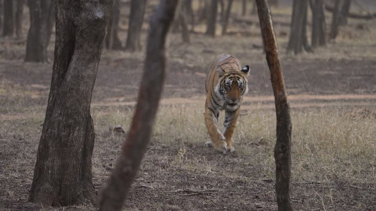 A tigress Bengal Tiger female walking in the woods of Indian forest