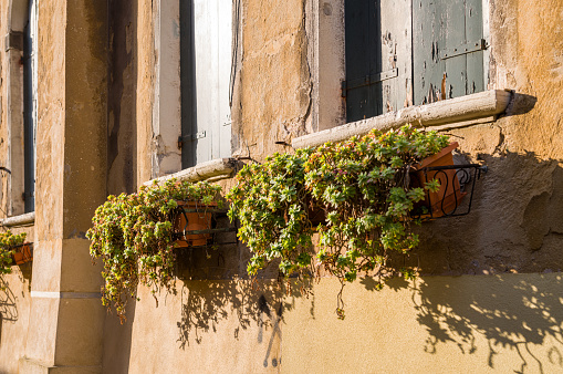 In the warm sunlight, a few withered flowers hang on an old brick wall.