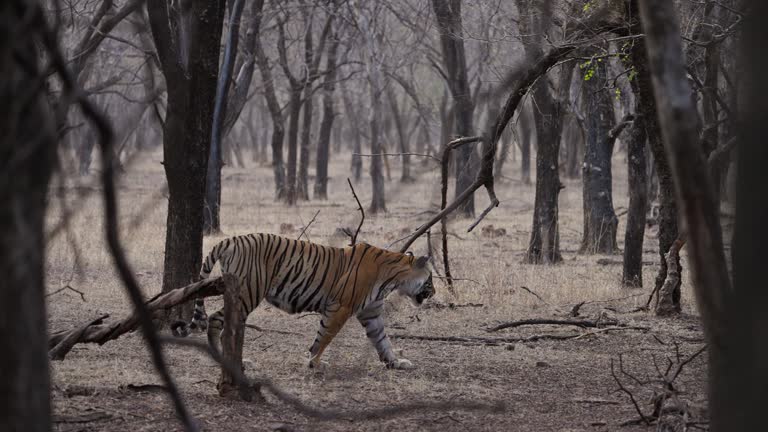A tigress Bengal Tiger female walking in the woods of Indian forest