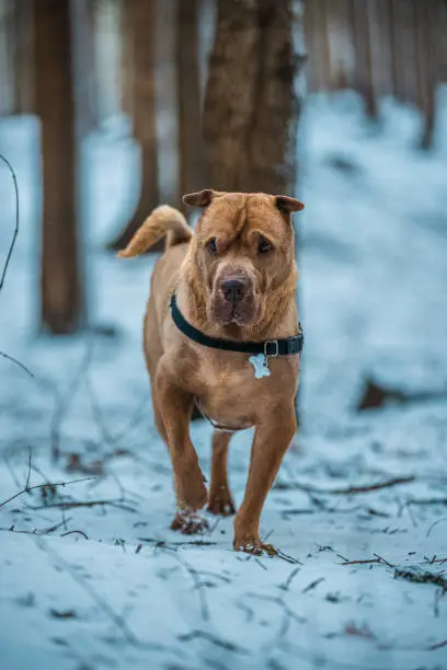 Photo of Beautifull Shar Pei dog walking in snow forrest. Playing with stick and another dog. Black collar, brown fur and eyes. Purebred.