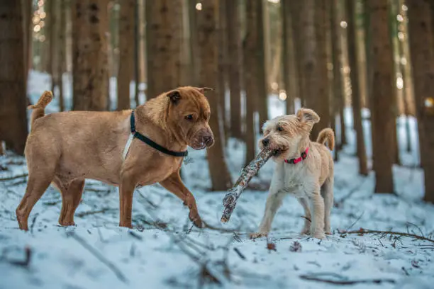 Photo of Beautifull Shar Pei dog walking in snow forrest. Playing with stick and another dog. Black collar, brown fur and eyes. Purebred.