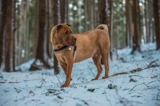 Photo of Beautifull Shar Pei dog walking in snow forrest. Playing with stick and another dog. Black collar, brown fur and eyes. Purebred.
