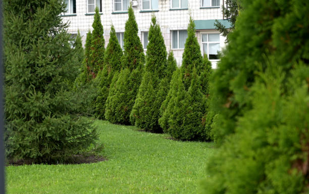 istock White Cedar Tree Thuja in a small garden. Two Arborvitae Emerald as an accent in the garden design. Sunny summer day 1914111138
