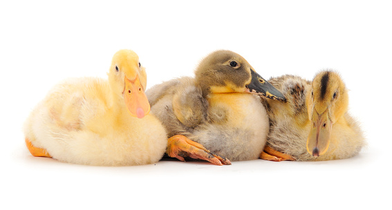 Three cute duckling isolated on white background.