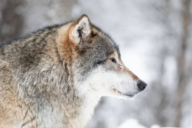 close-up of beautiful wolf in the snow in beautiful winter forest - wolf norway woods winter imagens e fotografias de stock