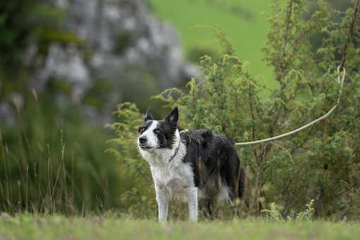 Border Collie dog  leashed on a tree. Maybe the dog was also abandoned and left