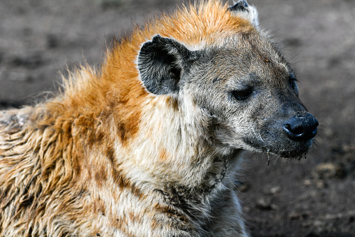 hyenas in the savannah of kenya